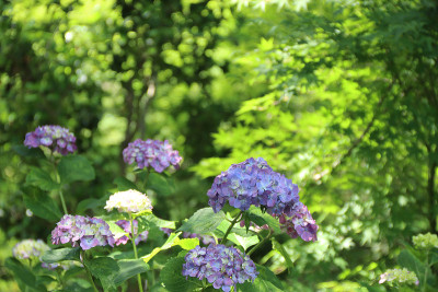 绣球花(紫色和品红)景观