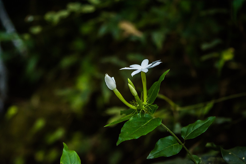 白色马达加斯加长春花，又称萨达巴哈花