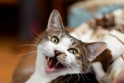 猫