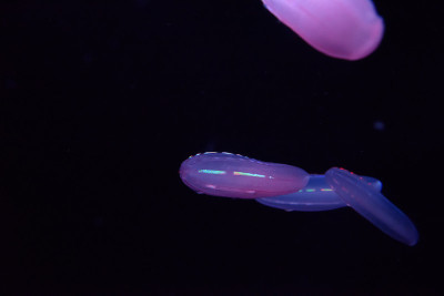 水母