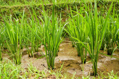 水稻近距离种植在稻田