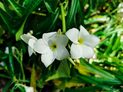 特写美丽的白色两茉莉花在绿色的叶子背景。美丽的鲜花在花园里