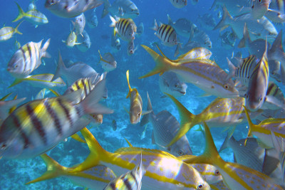 水族馆