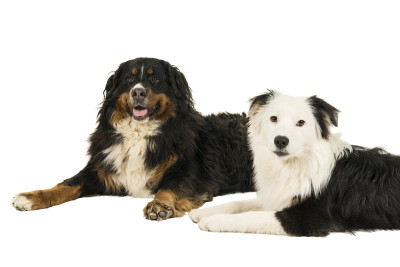 伯纳森嫩山和澳大利亚牧羊犬孤立地躺在白色的背景