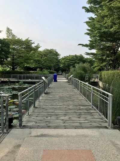 花园里的木栈道