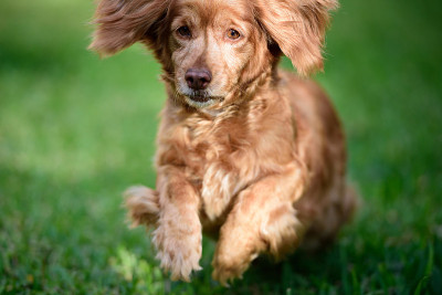可卡犬运行