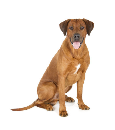 罗得西亚脊背犬