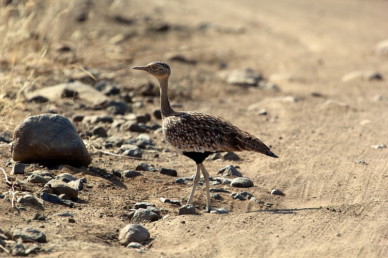 Red-crested Korhaan