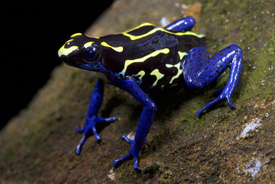 染色飞镖蛙，Dendrobates tintorius 'Bakhuis'