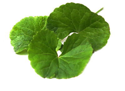 药用thankuni叶子