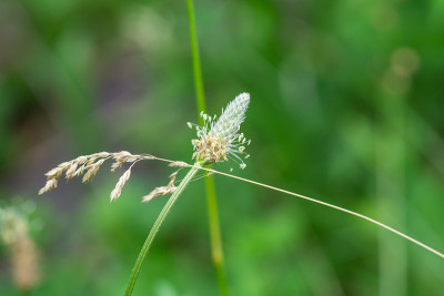 窄叶大蕉夏季花序