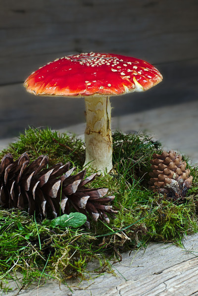 带松果和苔藓的鹅膏霜