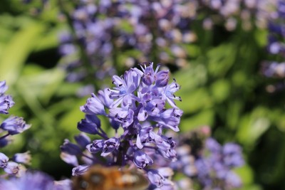 紫水晶草地Squill花- Scilla Litardierei