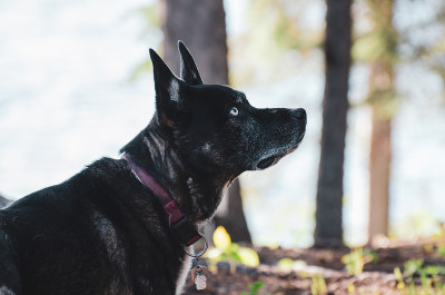 德国牧羊犬西伯利亚哈士奇看着树上的一只松鼠在夏天
