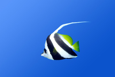 长鳍班纳鱼