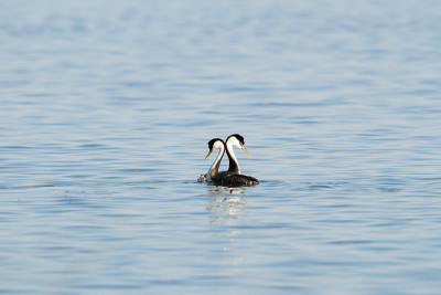Western Grebe (Aechmophorus occidentalis)