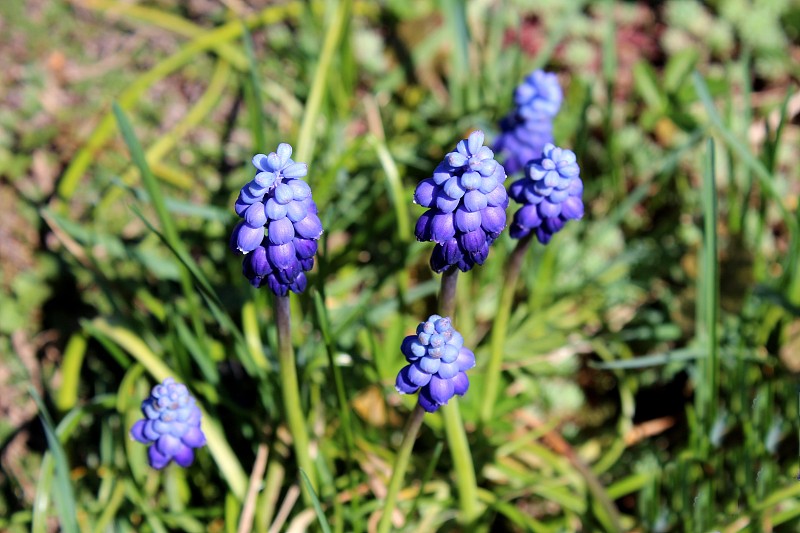 麝香或葡萄风信子花在绿色的花园里