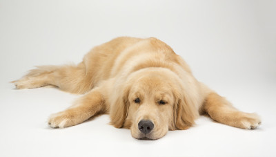 GoldenRetriever1YearOld_1847