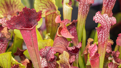 近距离的深洞陷阱陷阱的Sarracenia leucophylla。作为旗帜或背景的奇异的几乎像外星