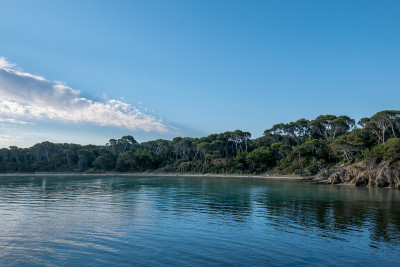 夏天发现波克雷勒斯岛。荒凉的海滩和松树在法国里维埃拉的景观