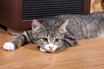 沉睡的小猫