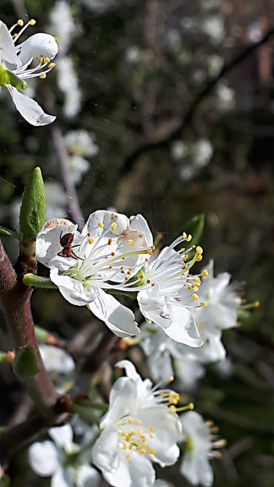 英格兰北部花园里的梅花