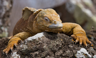 The land iguana sitting on the rocks.