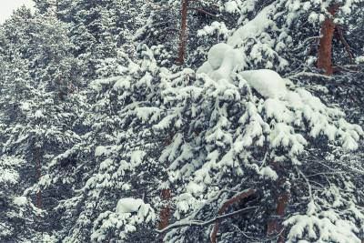 针叶树枝下密实层新雪，立冬在森林中