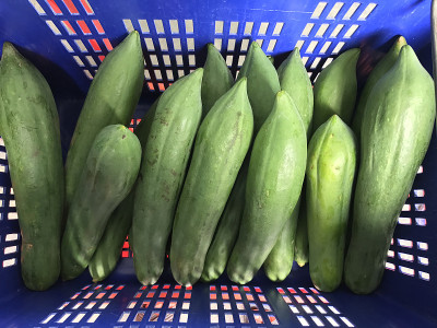 绿色的木瓜