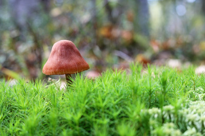 在秋天的森林里，青苔上的蘑菇呈绿色背景