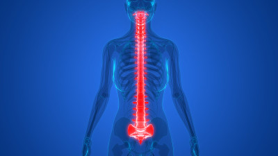 人体骨骼系统脊柱解剖学