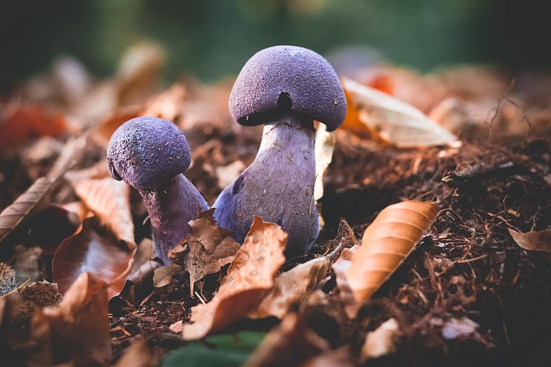 香菇选择焦点