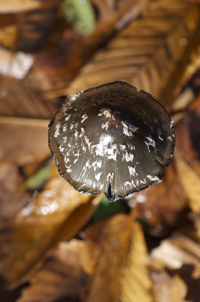 Coprinopsis picacea