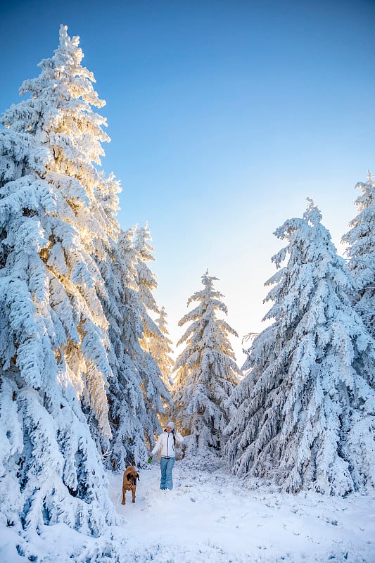 在阳光明媚的冬日里，一名年轻女子带着狗在白雪覆盖的白树之间行走