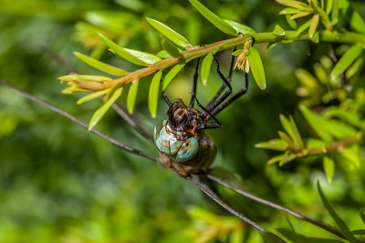 蓝帝蜻蜓(Anax Imperator)喂养