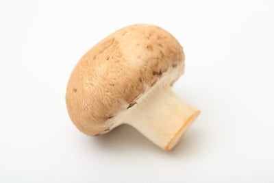 棕色蘑菇