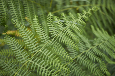 Pteridium aquilinum蕨类植物