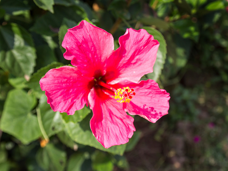 木槿花或月季花，鞋花。浅的焦点