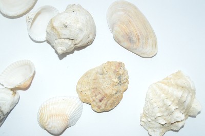 海洋的组成和海洋贝壳的特写