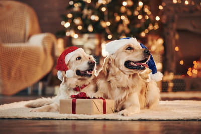 在圣诞老人的帽子。两只可爱的金毛猎犬在一起。庆祝新的一年