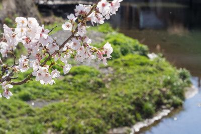 樱花在河边