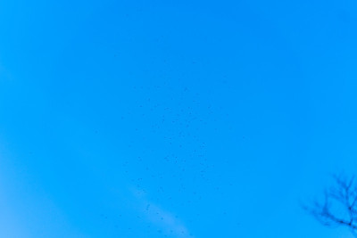 一群蚊子飞过天空
