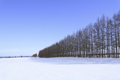 落叶松防风林的雪
