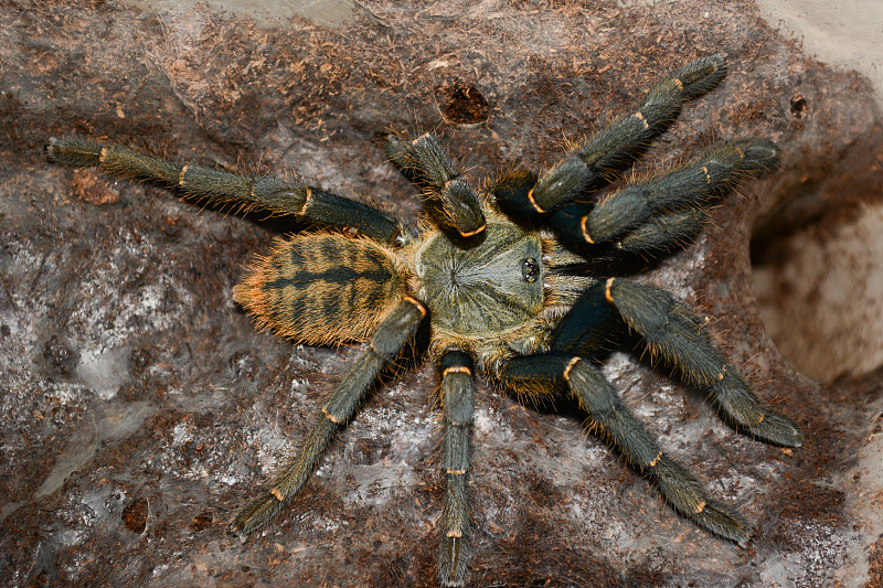 Haplopelma hainanum男性