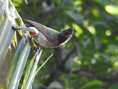 红胡须的夜莺(Pycnonotus jocosus)