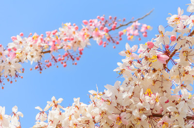 桂花在蓝天