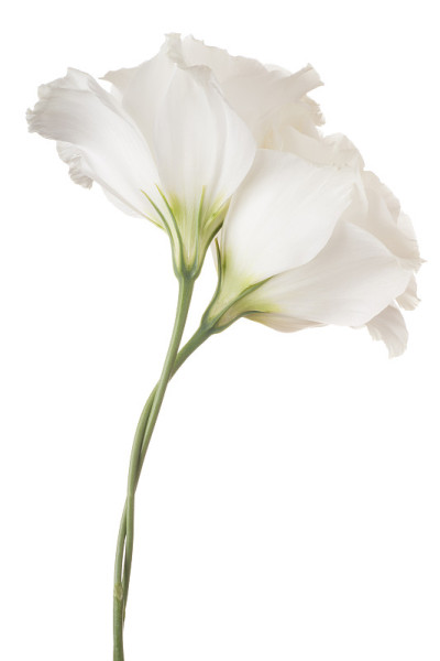 eustoma