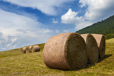 haymaking