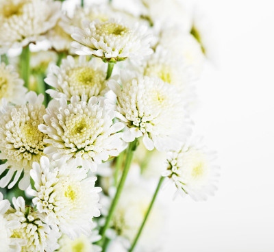 束菊花