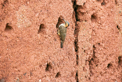 在玻利维亚西部Tiwanaku (Tiahuanaco)考古遗址，安第斯闪烁(Colaptes ru